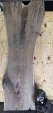Huge Black Walnut Slab 10ft X 47”x 3” Thick Kiln Dry Large Dining Table Bar Top