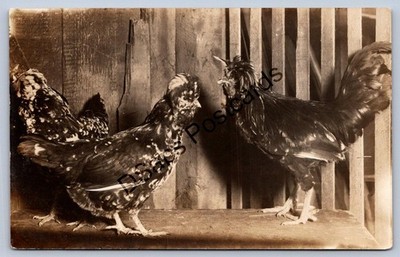 K60/ Interesting RPPC Postcard c1910 Chickens Fam Close-Up 463