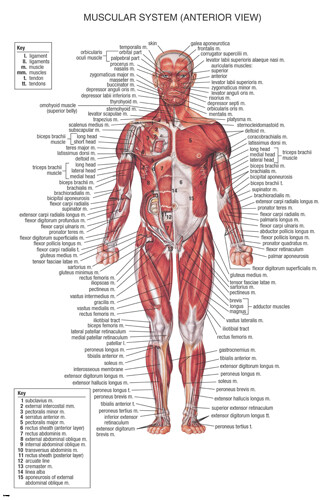 muscular system MEDICAL EDUCATIONAL POSTER 20x30 scientific BODY detailed - YY1 - Picture 1 of 1