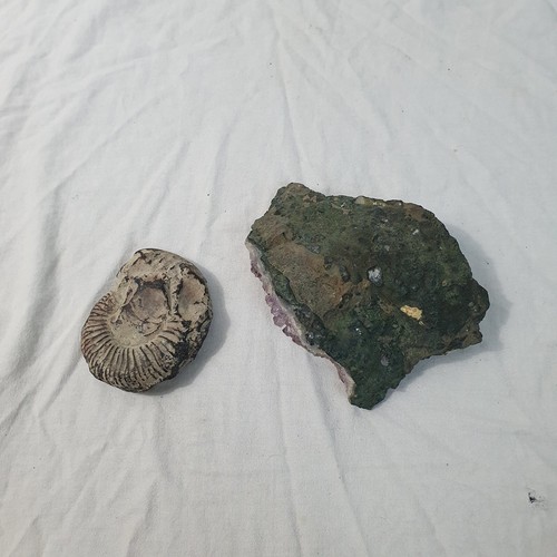 Fossil And Amethyst Crystal - Picture 5 of 12