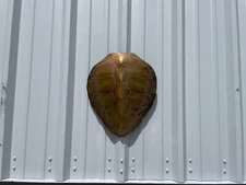 17" Green Turtle Shell Half Mount Replica - Quick Production