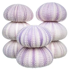 Sea Urchin Purple Sea Urchin Shell 8 Purple Sea Urchin Shells for Craft & Decor