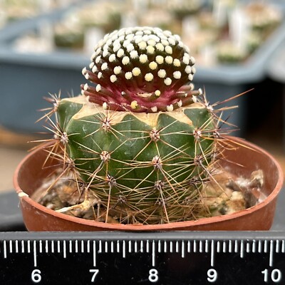 A27-1615. Mammillaria luethyi VM 1157, Las Norias Coa (Grafted)