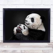 Pandas Panda Animal Animals Cute Fur Furry Wall Art Print