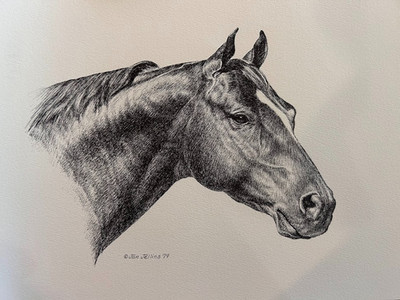 Quarter Horse Vintage Print By Jan Jellins 8 X10  head study