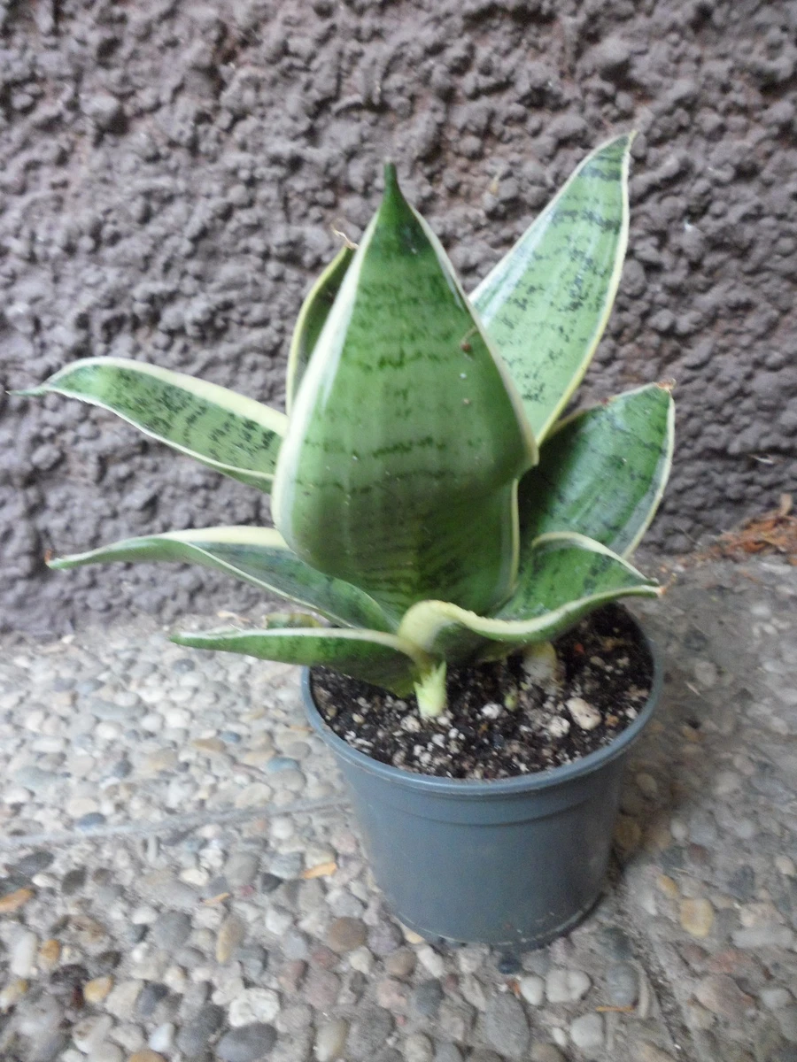 strelitzia nicolai variegata White Bird of Paradise in Deco Planter main image 0