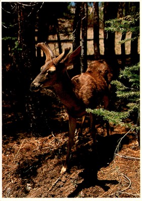 YOSEMITE SERIES, JOHN WAGNER, IMPACT, CONCORD CALIFORNIA, Postcard