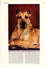 1940 Great Dane original print from Esquire - Claus of Warrendane