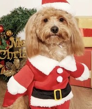 Christmas Santa Claus costume for pets. Christmas Costume for Dogs and Cats