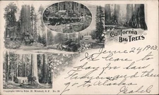 PMC California Big Trees Mitchell 1903 Private Mailing Card Postcard 1c stamp