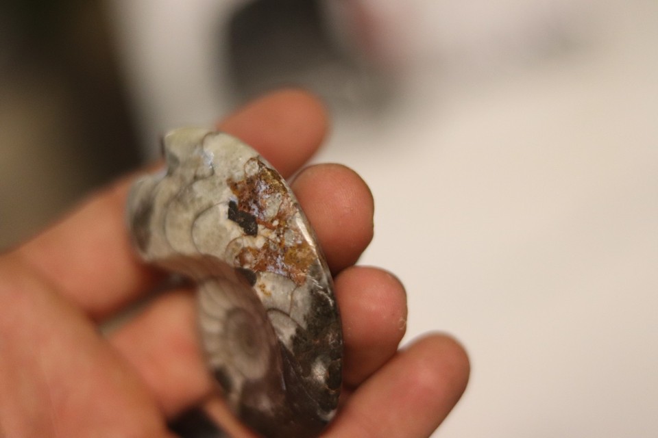 Polished Ammonite Fossil - Cream Brown Spiral Shell Display | eBay