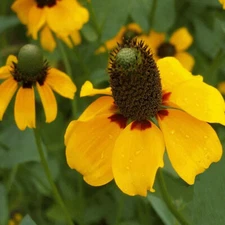Clasping Coneflower Seeds | Non-GMO | Free Shipping | Seed Store | 1258