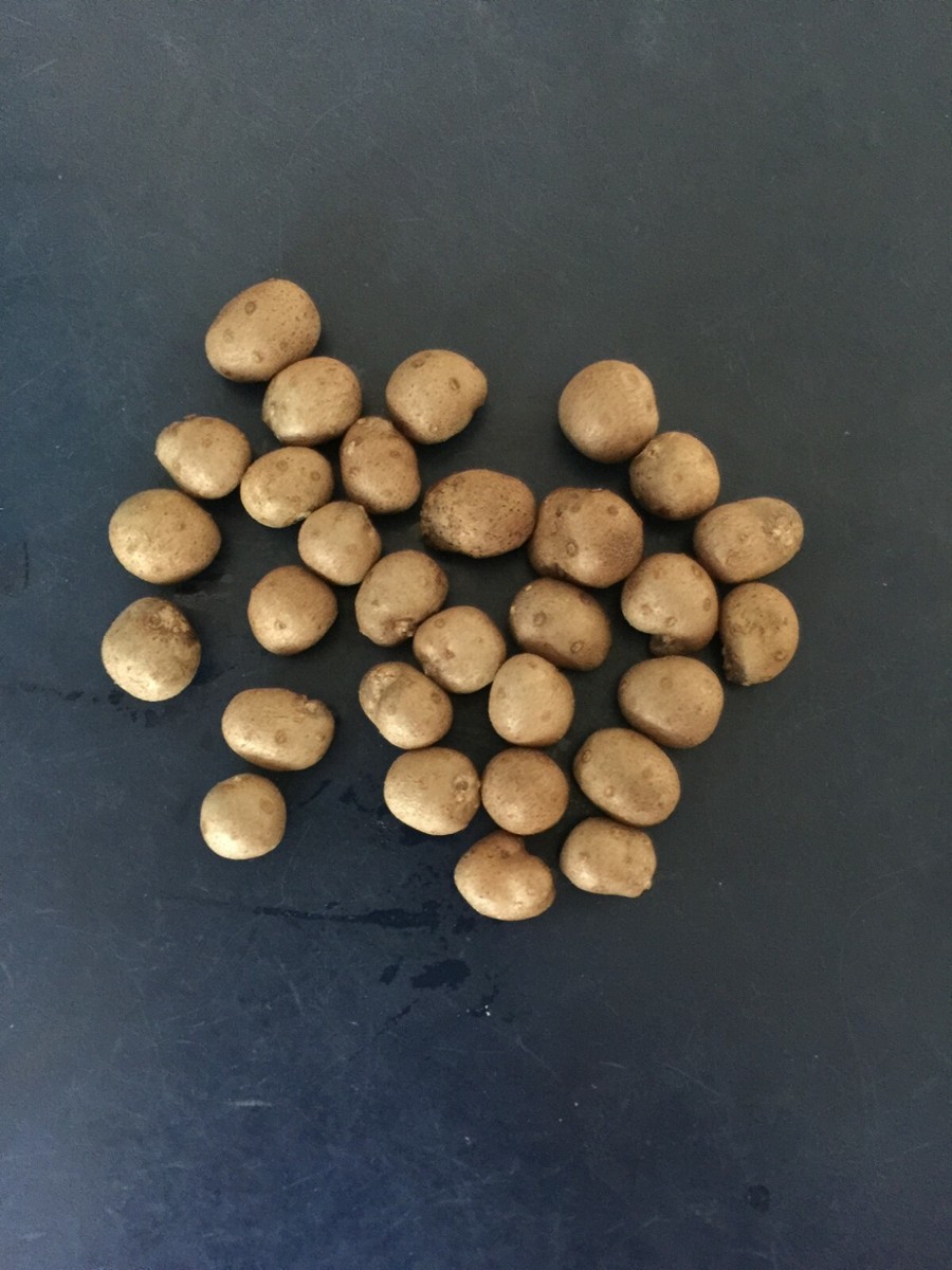 Dioscorea Japonica (Japanese Yam, Chinese Yam 山药) bean seeds