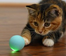 Neat Ideas Catch Me Cat Ball electronic self rolling USB recharge feline fun