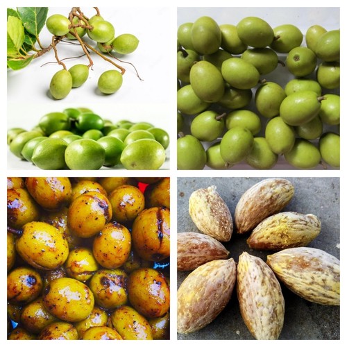 20 Ceylon Olive Tree Seeds / Weralu Seeds Elaeocarpus ganitrus Seeds