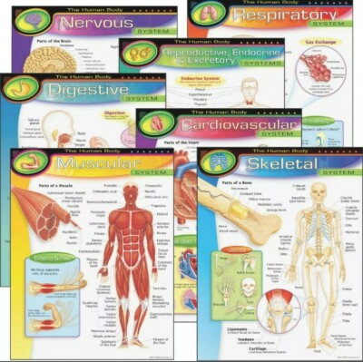 Human Body Learning Chart TEP38913 7 System Chart Pack Trend New Sealed