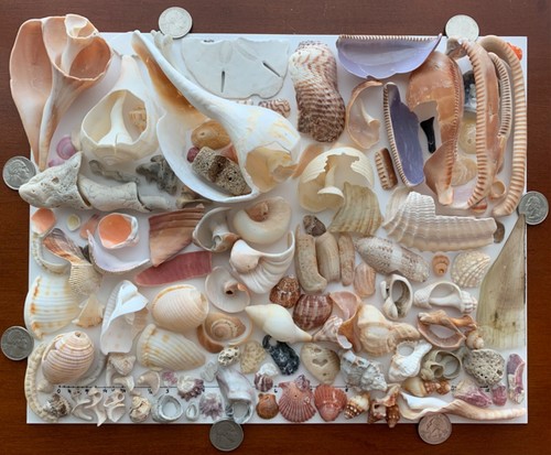 122 Natural Shell Seashell Fragments beach craft art frame mixed media USA - Picture 2 of 17