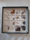 WARD'S Natural Science - Introductory Fossil Collection with Information Sheet — photo 1