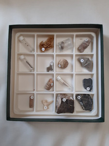 WARD'S Natural Science - Introductory Fossil Collection with Information Sheet
