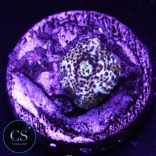 CS Leopard Disco Mushroom - WYSIWYG Live Coral