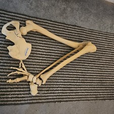 Medically Accurate Leg Skeleton For Medical Students/Physiotherapists