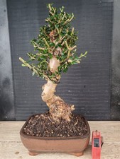 bonsai  olivastro   h 44 cm visita il negozio