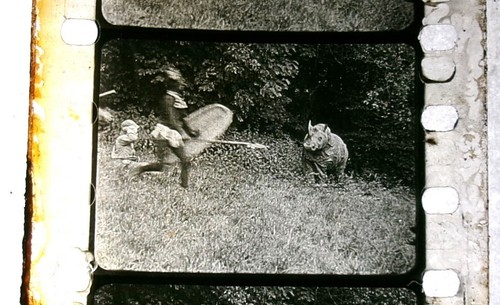 Vintage 1920s(?) 35mm comedy film Hunting in AFRICA - Picture 18 of 19