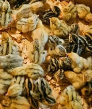 Exhibition Starter Pack - Button  Coturnix Hatching Eggs RARE EXOTIC Colors 