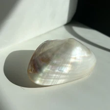 Mother of Pearl 2 Sided Whole Seashell Paper Weight Mussel Clam Shell Sealed 4"