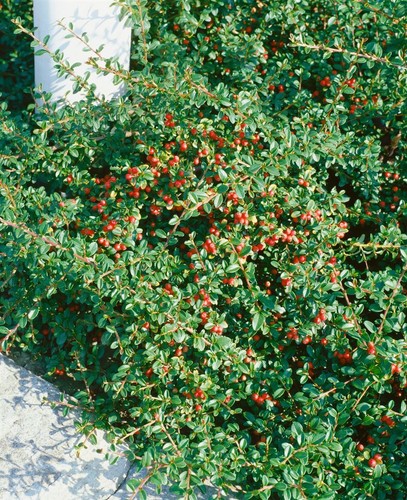 Cotoneaster radicans 'Eichholz', Kriechmispel, immergrün, ca. 9x9 cm Topf - Bild 5 von 5
