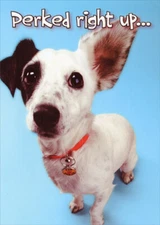 Designer Greetings Dog Ear Perked Right Up Funny / Humorous Congratulations Card