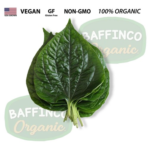 Fresh Natural Organic Wild Betel Leaves Florida Lolot La Lot Piper Sarmentosum