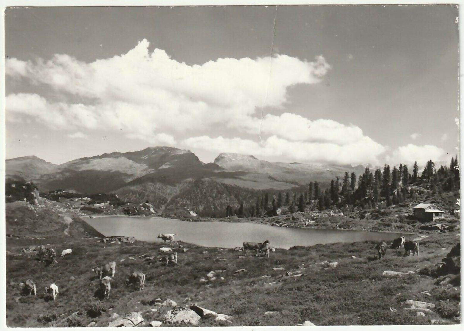 PASSO ROLLE - TRENTO - RIFUGIO LAGHETTI VERSO IL COL BRICON - VIAGG. 1968 -38849