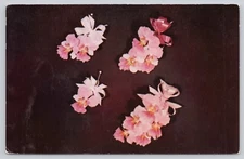 Flowers Of Hawaii Los Angeles California Princess Aloha Vanda Orchid            