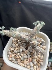 RareLive House Plant Monsonia multifida Random Boutique Caudex