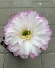 Trichocereus Echinopsis Lobivia REX 2020-0011 REX 002