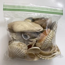 Sea Shell Lot Approximately 60 Shells￼ 6 D zz