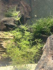 Hornwort - Fastest Growing Aquatic Plant - Submersed Grown