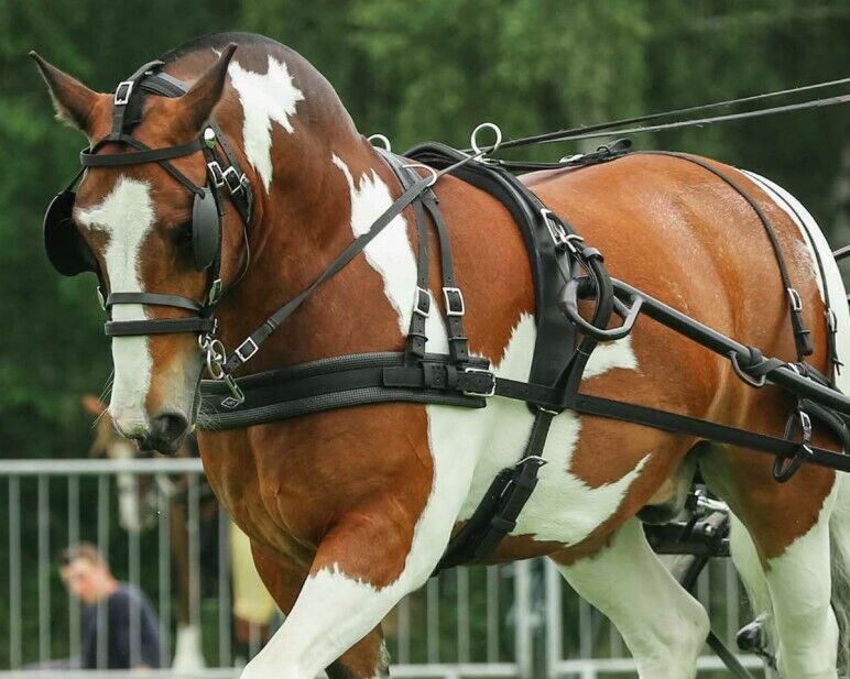 Zilco Classic Pair Horse Driving Harness, Horse Size, Black and Brown -  5644-4 - GOOD APPLE EQUINE