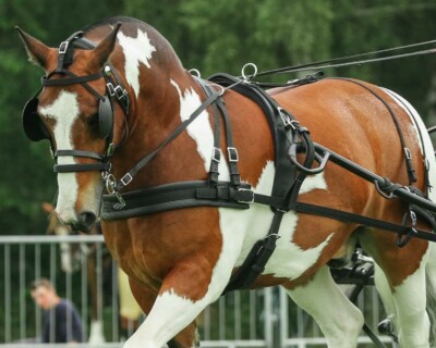 Zilco Tedex Horse Harness Carriage Driving Strong Quality All Sizes  