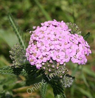 Photo 6x4 Yarrow (Achillea millefolium) Lunan/NO6851 A fairly common wil c2010