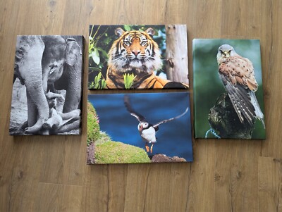 4 x Leinwand Fotos von Tieren Vögel Elefant Tiger Papageientaucher Turmfalke 12'' x 18''