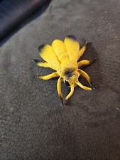 Plastic Toy Insect Bee Wasp Animal Bug Figure Collectible Animal 2.25"