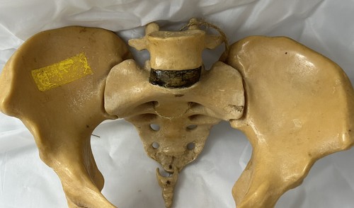 Human Pelvis Skeleton Model Educational and Scientific Plastic Made in Britain - Picture 20 of 22