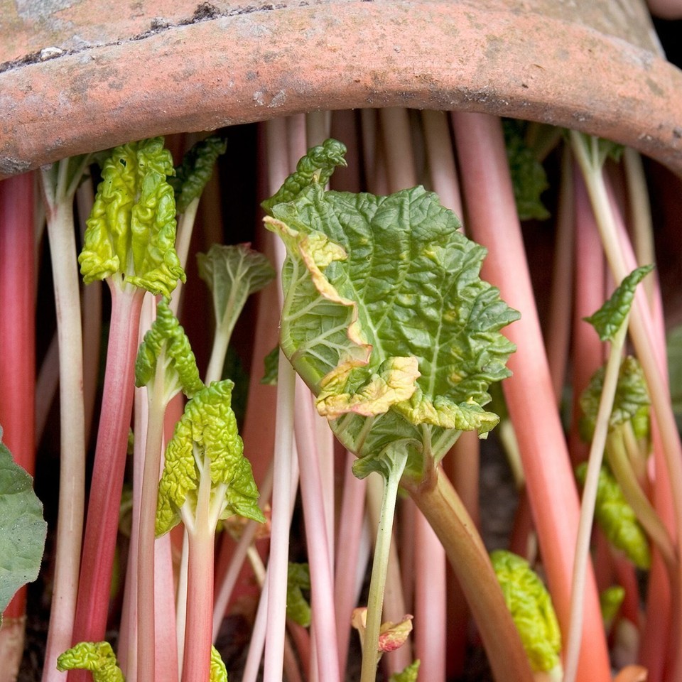 3 x Rhubarb Crowns Mixed - Rhubarb Plant - High Yielding Fruit Plants ...