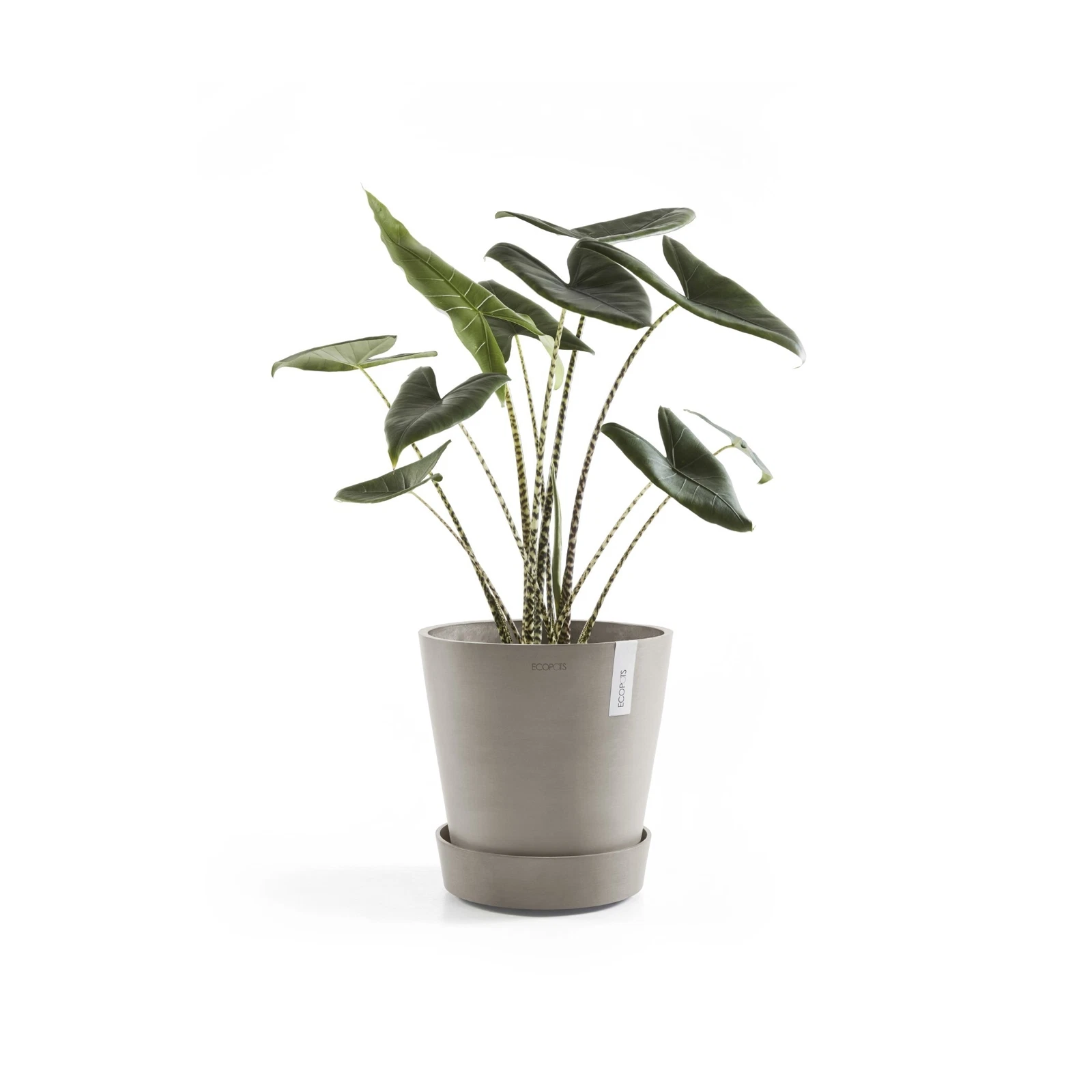 Ecopots Flower Pot Planter Saucer
