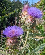 Cardoon. Cynara cardunculus. Dramatic Giant Purple Thistle Flower 3m! 10+seeds
