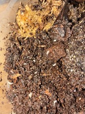 Dwarf white Isopods - Bio Active Setup - 50 -Trichorhina tomentosa - Dart Frog