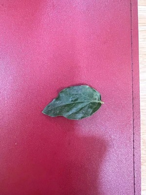 1 dried jasmine leaf on red font yellow blue duong dan don new green tree