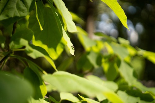 Helios 44 2/58 Cine Mod w/ Anamorphic Bokeh For Leica L! 44M 58mm F2 S1R S1 S1H! - Picture 16 of 17